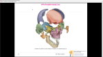 دانلود پی دی اف جزوه استخوان شناسی 76 صفحه PDF-1
