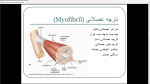 دانلود پی دی اف جزوه عضله شناسی 1 51 صفحه PDF-1