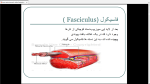 دانلود پی دی اف جزوه عضله شناسی 1 51 صفحه PDF-1