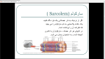 دانلود پی دی اف جزوه عضله شناسی 1 51 صفحه PDF-1