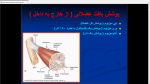 دانلود پی دی اف جزوه عضله شناسی 2 45 صفحه PDF-1