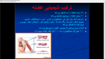 دانلود پی دی اف جزوه عضله شناسی 2 45 صفحه PDF-1