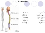 معرفی و دانلود جزوه ‌آناتومی۲‌ رشته پزشکی-1