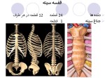 معرفی و دانلود جزوه ‌آناتومی۲‌ رشته پزشکی-1