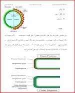 معرفی و دانلود جزوه آزمایشگاه میکروبیولوژی 3 نازیلا قربان حسینی-1