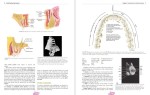 دانلود پی دی اف کتاب آناتومی دندان فیزیولوژی و انسداد دندان ویلر 394 صفحه PDF-1