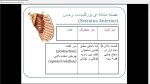 دانلود پی دی اف جزوه عضلات بدن انسان 151 صفحه PDF-1