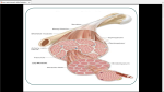 دانلود پی دی اف جزوه عضله شناسی1 51 صفحه PDF-1