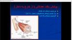 دانلود پی دی اف جزوه عضله شناسی2 45 صفحه PDF-1