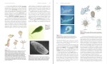 دانلود پی دی اف کتاب (Zoology)هیکمن 936 صفحه PDF-1