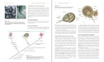 دانلود پی دی اف کتاب (Zoology)هیکمن 936 صفحه PDF-1