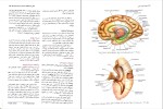 دانلود پی دی اف کتاب نوروآناتومی بالینی اسنل راین اسپلیت گربر 598 صفحه PDF-1