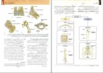 دانلود پی دی اف کتاب آناتومی تنه گری رضا شیرازی 525 صفحه pdf-1