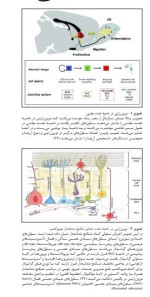 برای بزرگنمایی کلیک کنید معرفی و دانلود مقاله نوروترانسمیتر ها نقشی کلیدی در نورون زایی بالفین ایفا می کنند وحید حاج علی-1